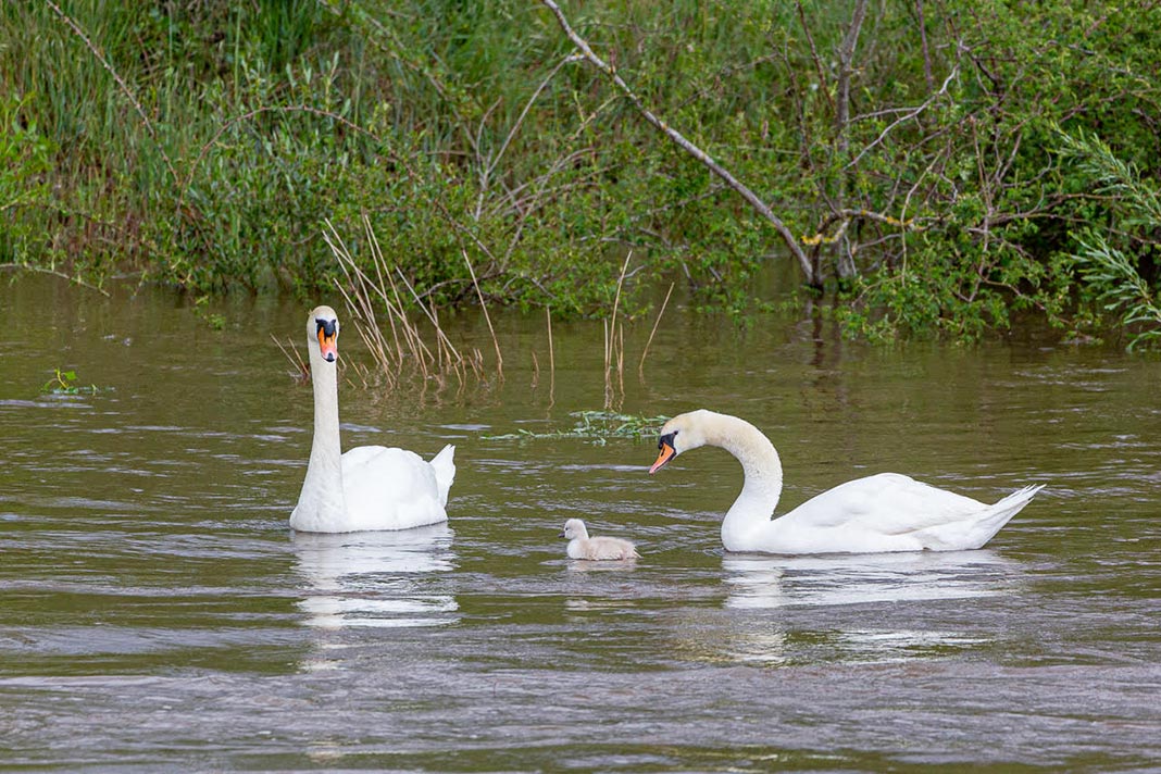 Millau Il Ne Reste Malheureusement Plus Qu Un Seul Bebe Cygne