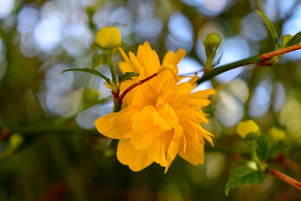 millau etat civil 180220