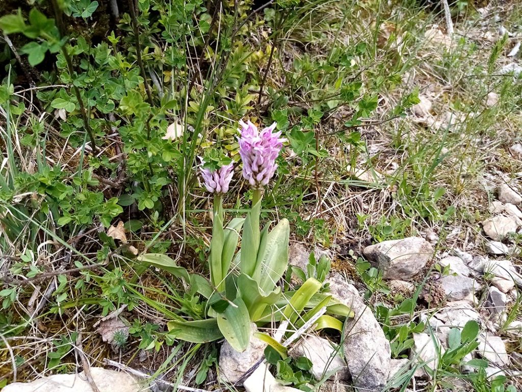 larzac la couvertoirade orchidees 03