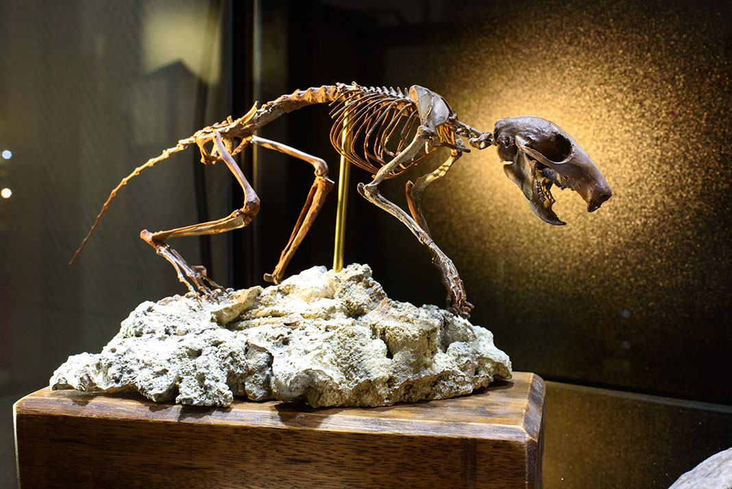 millau bourse mineraux fossiles2022 13