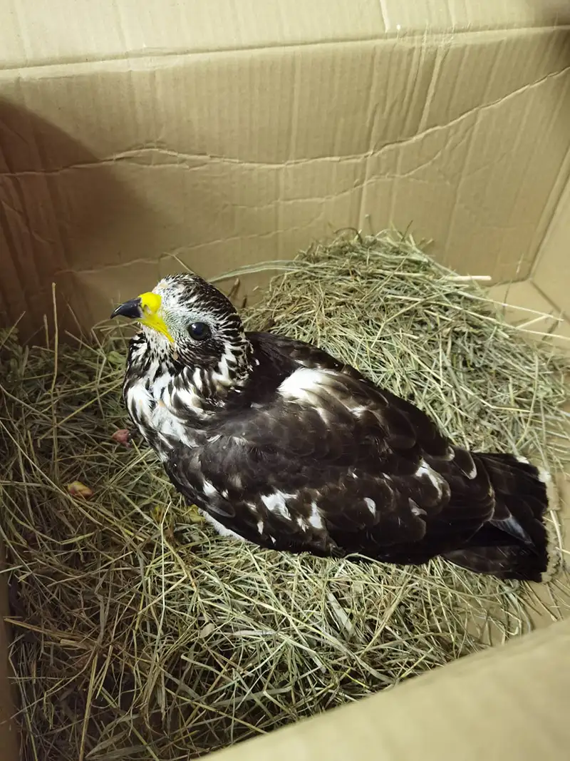 Une Bondrée apivore relâchée par le Centre de Sauvegarde de la Faune Sauvage de Millau 2 millau centre sauvergade faune sauvage bondree apivore 01