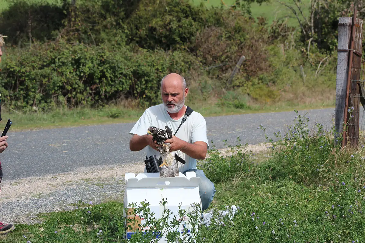 Une Bondrée apivore relâchée par le Centre de Sauvegarde de la Faune Sauvage de Millau 3 millau centre sauvergade faune sauvage bondree apivore 02