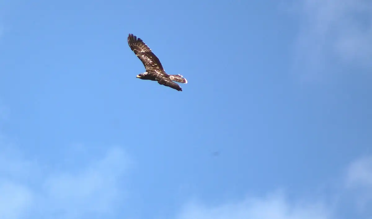 Une Bondrée apivore relâchée par le Centre de Sauvegarde de la Faune Sauvage de Millau 4 millau centre sauvergade faune sauvage bondree apivore 04