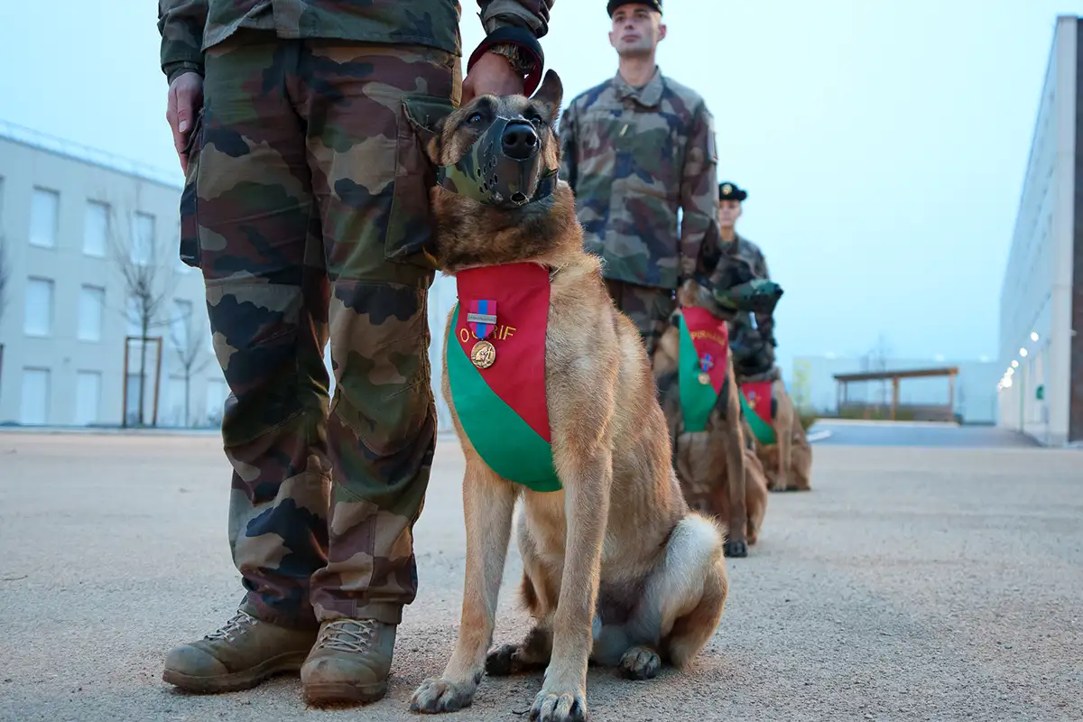 la cavalerie 13e dble chiens medailles 3