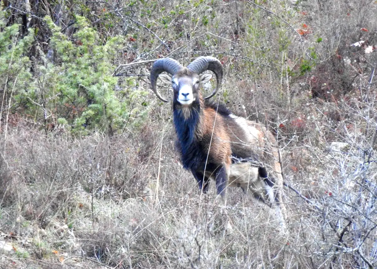 mostuejouls mouflon