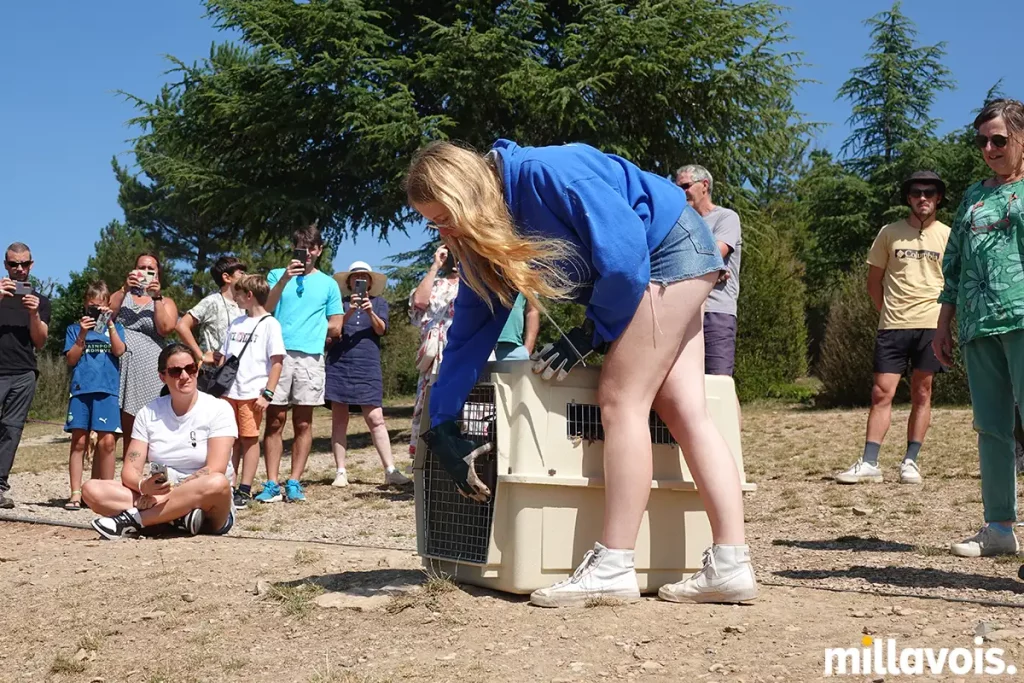 millau relache vautour fauve pouncho 1