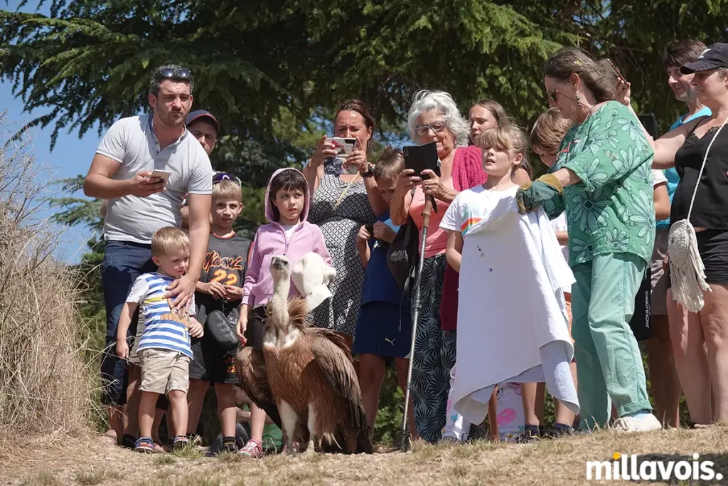 millau relache vautour fauve pouncho 11