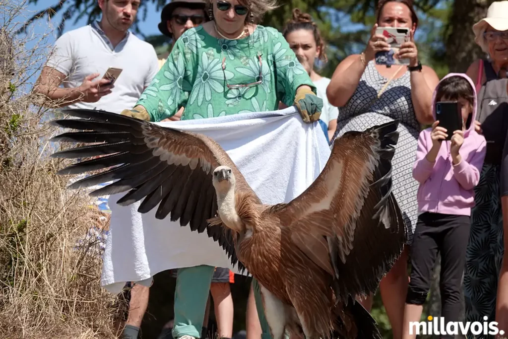 millau relache vautour fauve pouncho 14