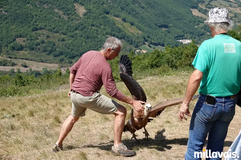 millau relache vautour fauve pouncho 15