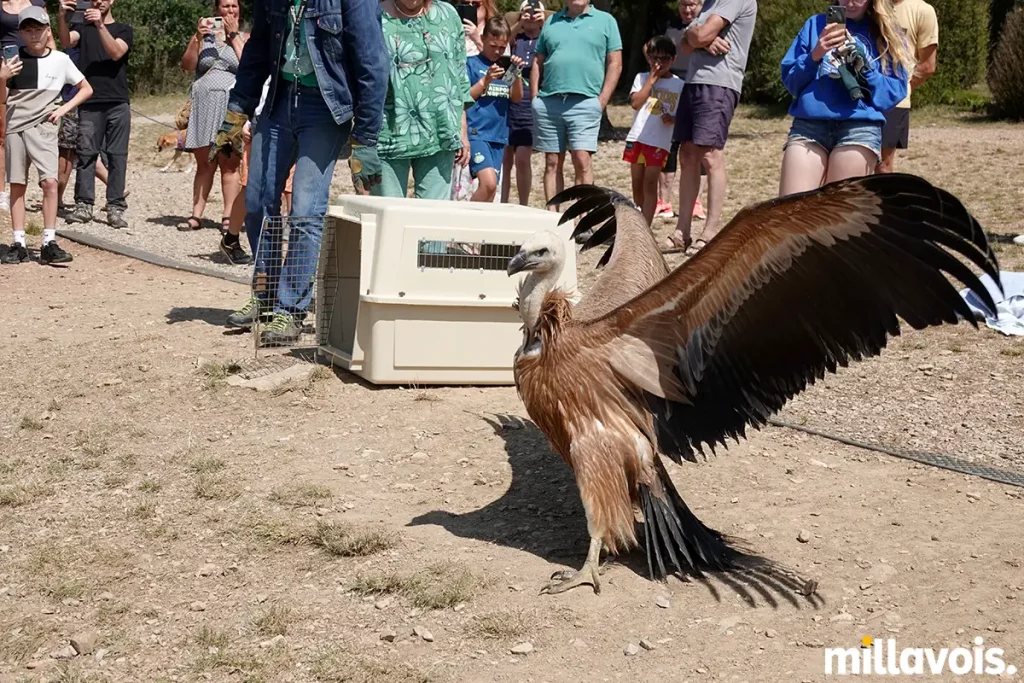 millau relache vautour fauve pouncho 3