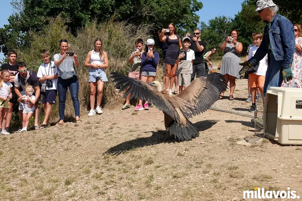millau relache vautour fauve pouncho 4