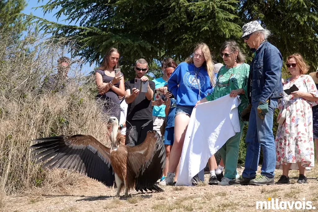 millau relache vautour fauve pouncho 6