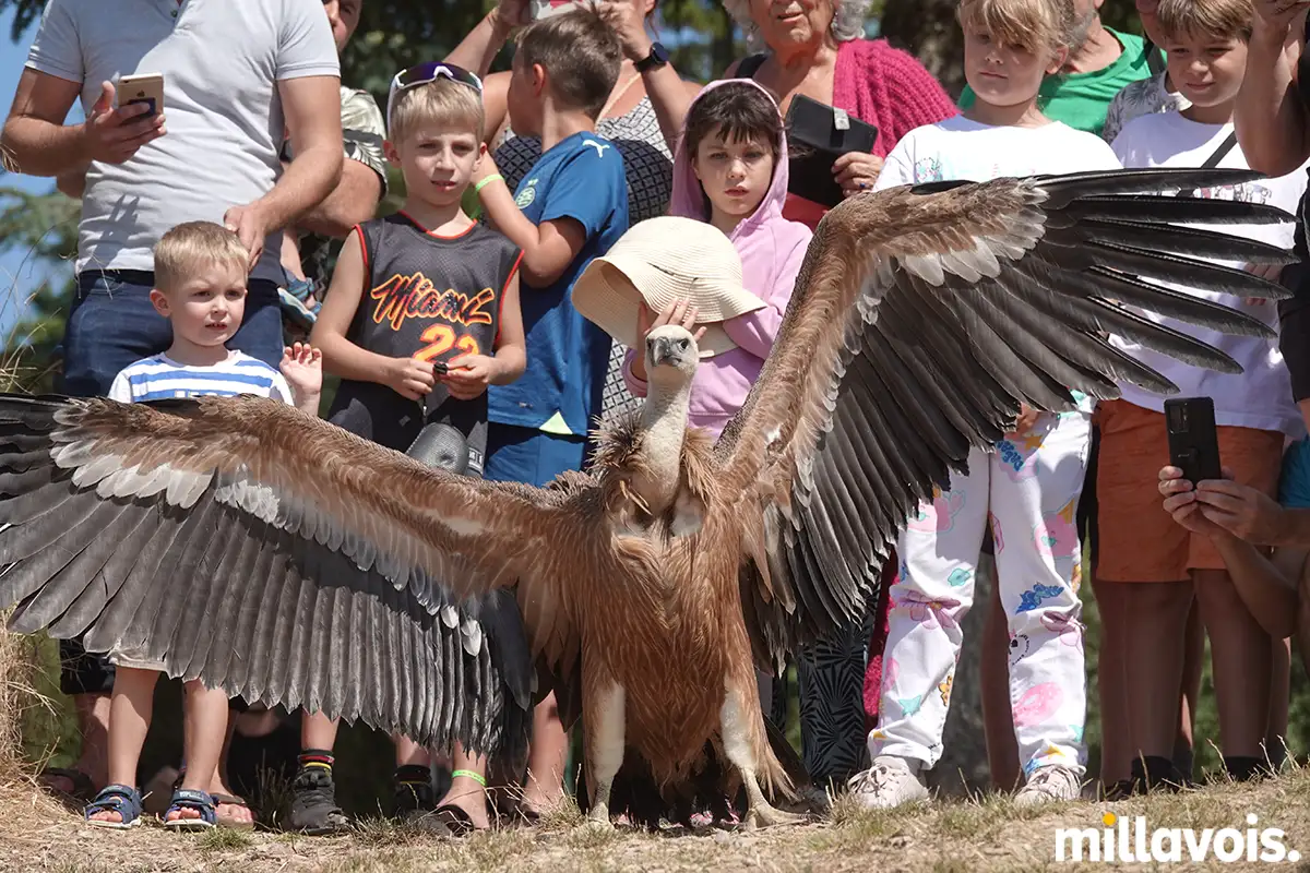 millau relache vautour fauve pouncho 8