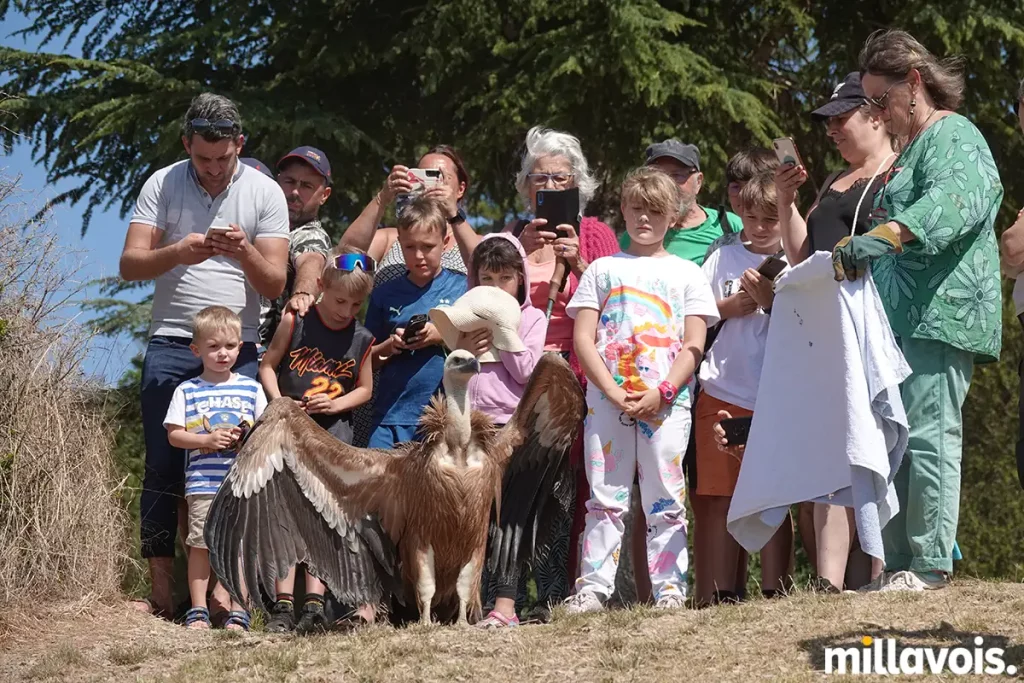 millau relache vautour fauve pouncho 9