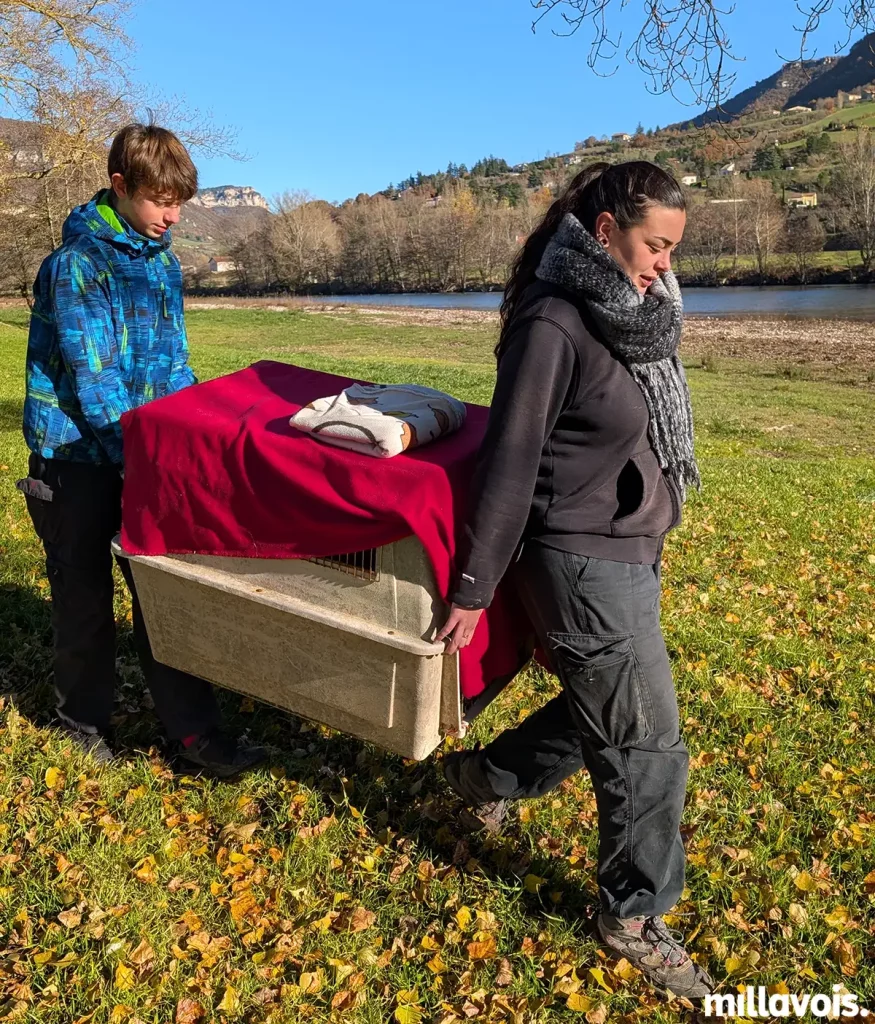 Millau. Un cygne blessé a été soigné et relâché près du Tarn 3 millau cygne centre faune sauvage 3