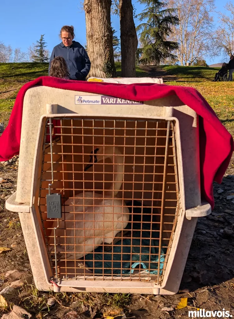 Millau. Un cygne blessé a été soigné et relâché près du Tarn 4 millau cygne centre faune sauvage 4