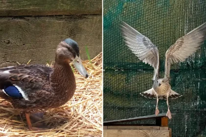 millau centre sauvegarde faune sauvage