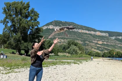 millau relacher goeland colvert centre sauvegarde 06