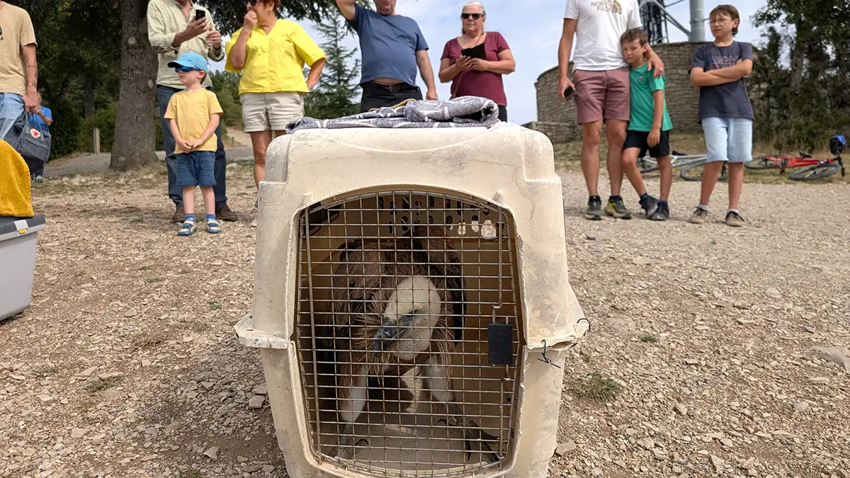 Millau : l’un s’envole, l’autre fait de la résistance… chronique d’un relâcher de vautours 4 millau relacher vautours fauves 0