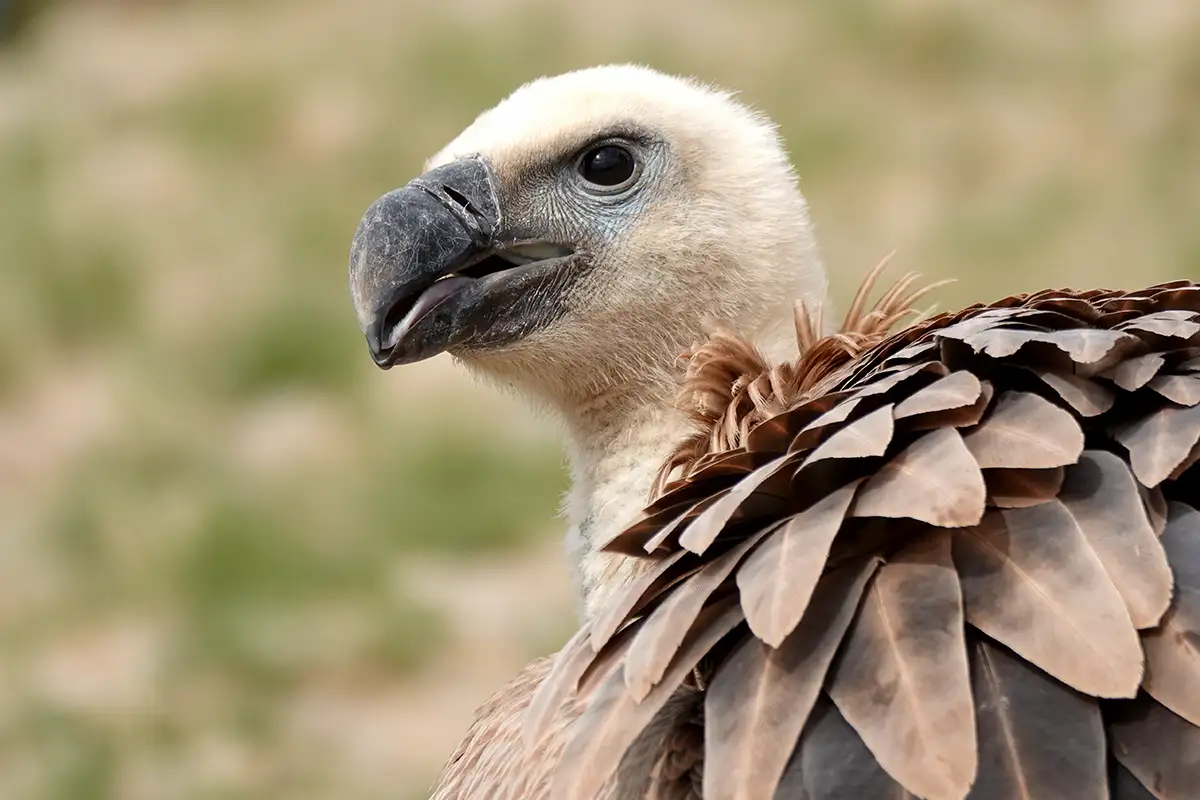 Millau : l’un s’envole, l’autre fait de la résistance… chronique d’un relâcher de vautours 9 millau relacher vautours fauves 13