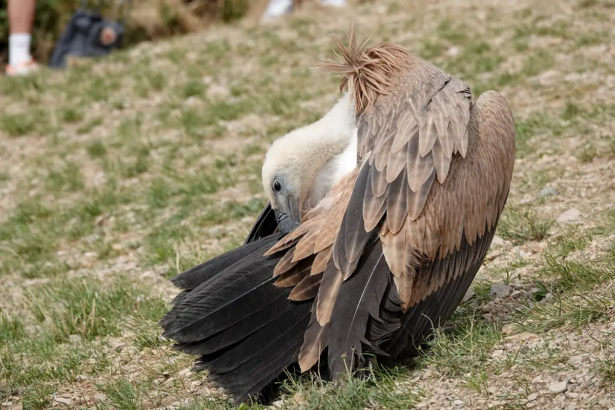 Millau : l’un s’envole, l’autre fait de la résistance… chronique d’un relâcher de vautours 11 millau relacher vautours fauves 15