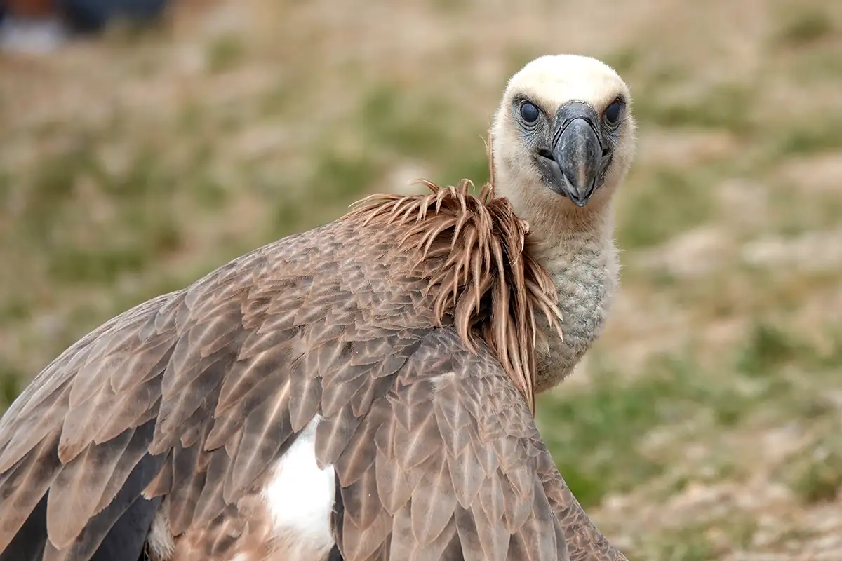 Millau : l’un s’envole, l’autre fait de la résistance… chronique d’un relâcher de vautours 12 millau relacher vautours fauves 16