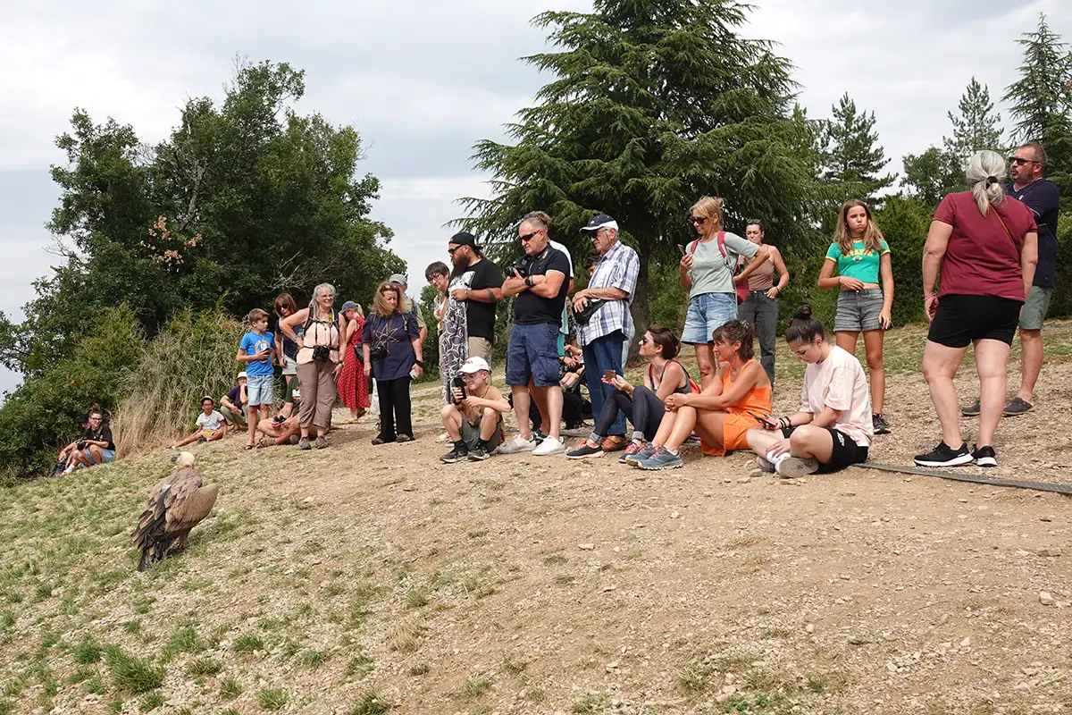 Millau : l’un s’envole, l’autre fait de la résistance… chronique d’un relâcher de vautours 13 millau relacher vautours fauves 17