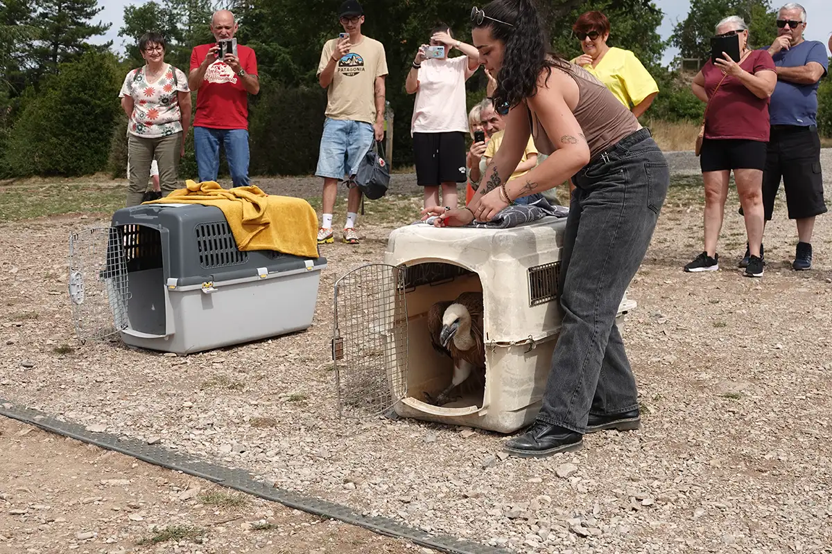 Millau : l’un s’envole, l’autre fait de la résistance… chronique d’un relâcher de vautours 6 millau relacher vautours fauves 6