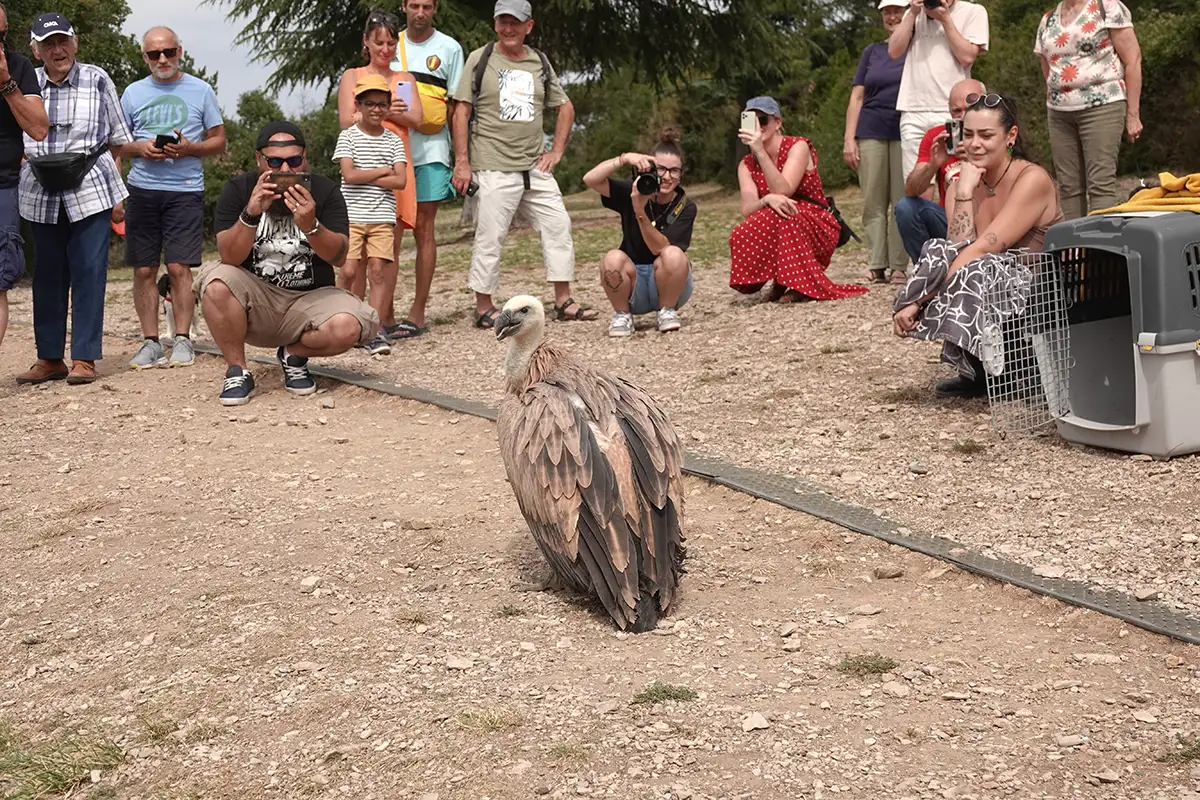 Millau : l’un s’envole, l’autre fait de la résistance… chronique d’un relâcher de vautours 7 millau relacher vautours fauves 7