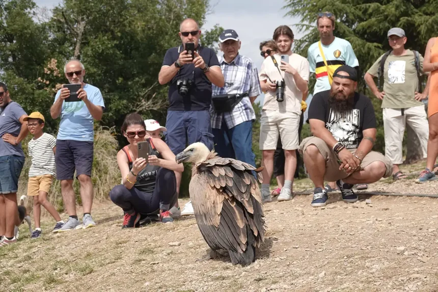 millau relacher vautours fauves 9